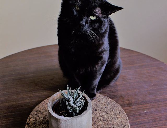 ¡Conviértete en una bruja hecha y derecha y adopta a un gato negro!